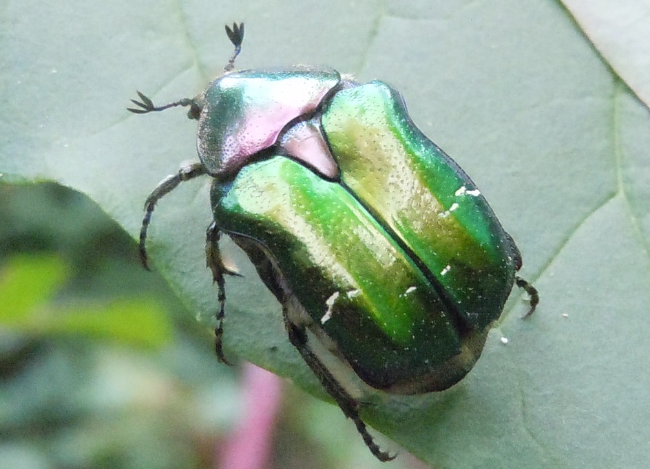 Cetonia aurata pisana, Cetoniidae